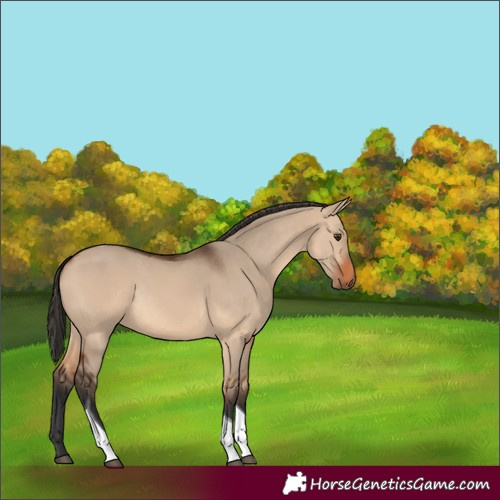 Horse Color:Bay Dun Tobiano Rabicano 