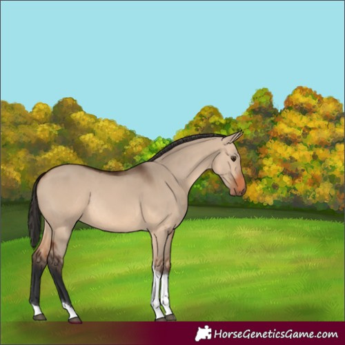 Horse Color:Bay Dun Tobiano Rabicano 
