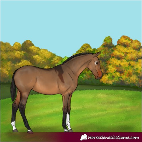 Horse Color:Gray Bay Dun Tobiano Rabicano 