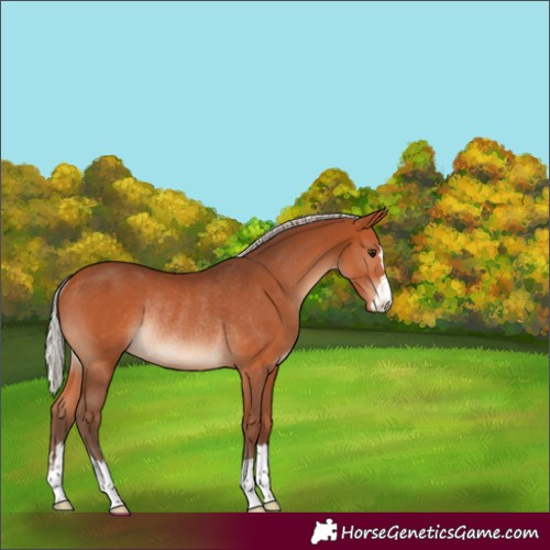 Horse Color:Silver Bay Rabicano 