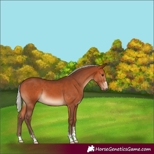 Horse Color:Silver Bay 