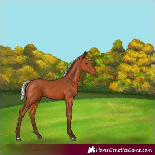 Horse Color:Silver Bay 