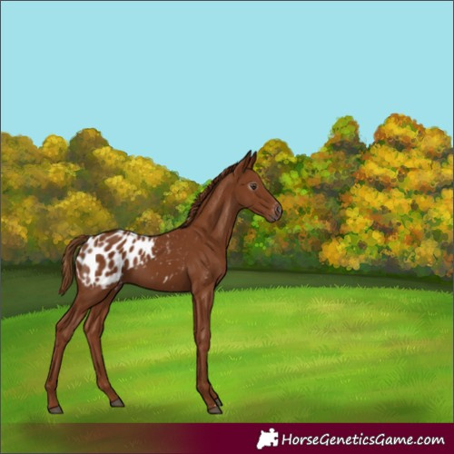 Horse Color:Gray Chestnut Blanket 