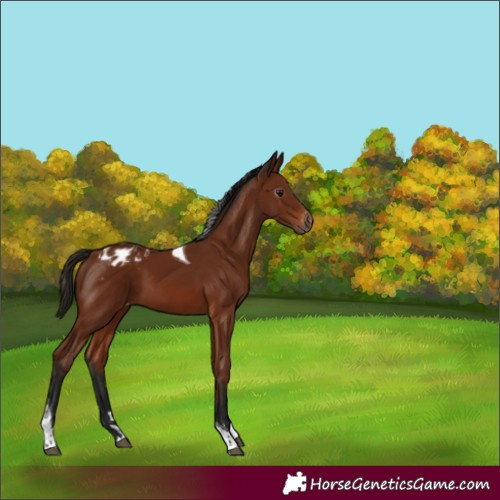 Horse Color:Gray Bay Tobiano Appaloosa 