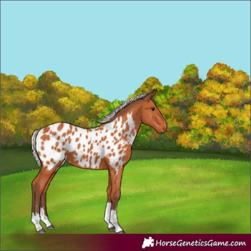Horse Color:Silver Bay Near Leopard 