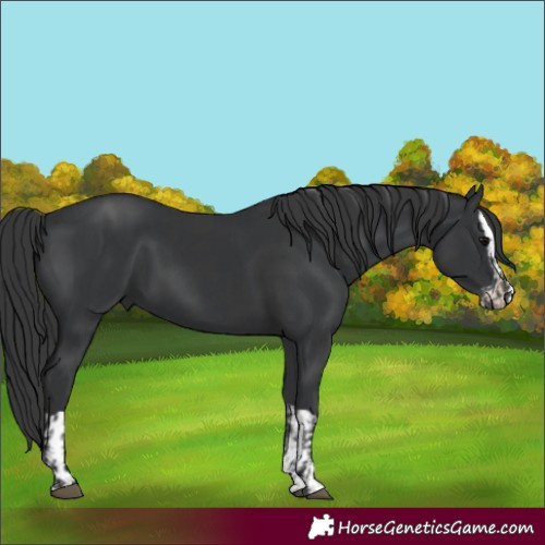 Horse Color:Black  and Black Splash 