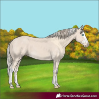 Horse Color:Unknown 