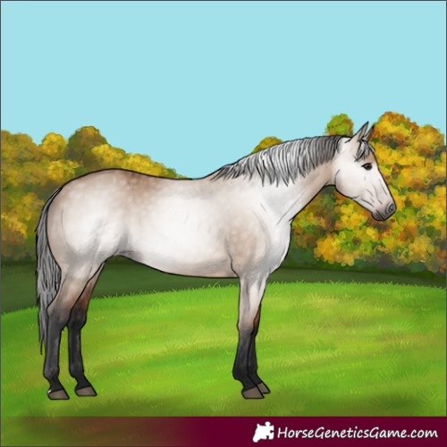 Horse Color:Gray Bay Dun