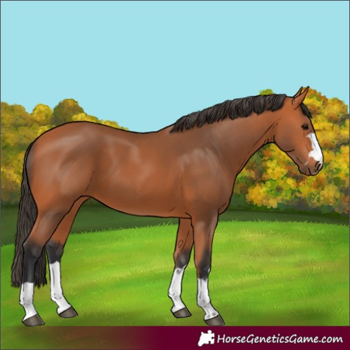 Horse Color:Bay 
