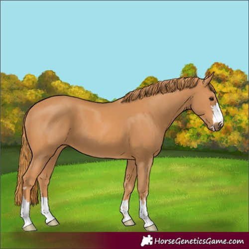 Horse Color:Unknown 