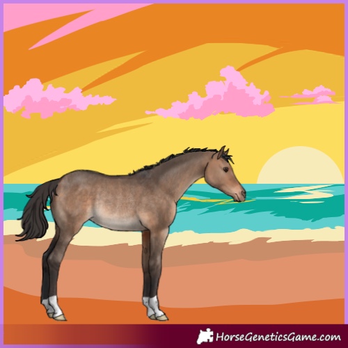 Horse Color:Bay Dun Rabicano 