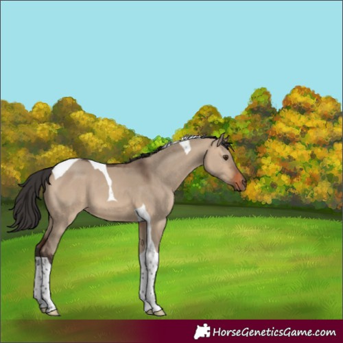 Horse Color:Brown Dun Tobiano 