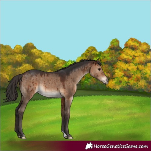 Horse Color:Bay Dun Rabicano Brindle 