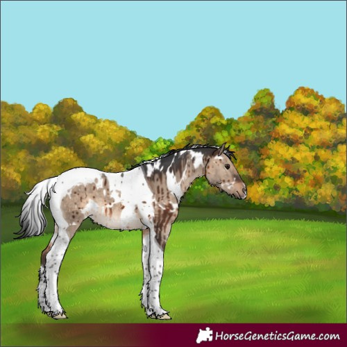 Horse Color:White Spotted Brown Dun Tobiano Brindle 