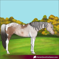 Horse Color:Sable Champagne Tobiano