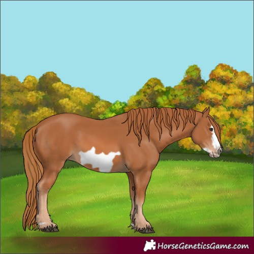 Horse Color:Chestnut Frame 