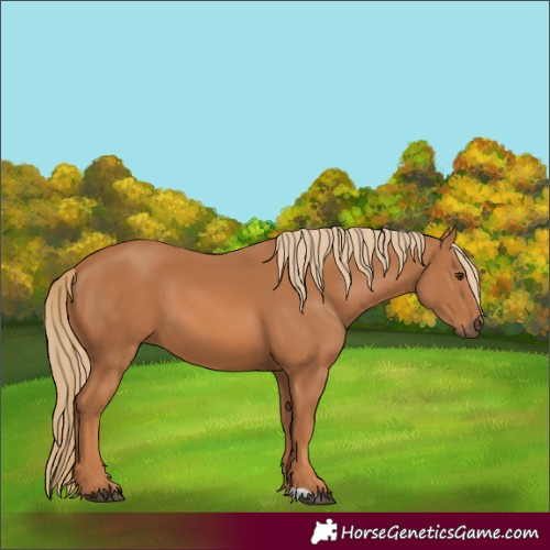 Horse Color:Chestnut 
