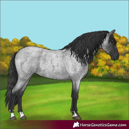 Horse Color:Blue Roan 