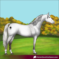 Horse Color:Gray Silver Blue Roan Blanket 