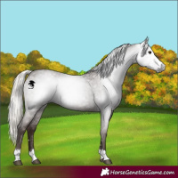 Horse Color:Gray Silver Blue Roan Appaloosa 