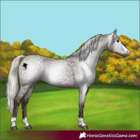 Horse Color:Gray Silver Blue Roan Appaloosa 