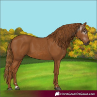 Horse Color:Gray Chestnut