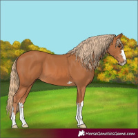 Horse Color:Chestnut 