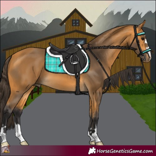 Horse Color:Buckskin 