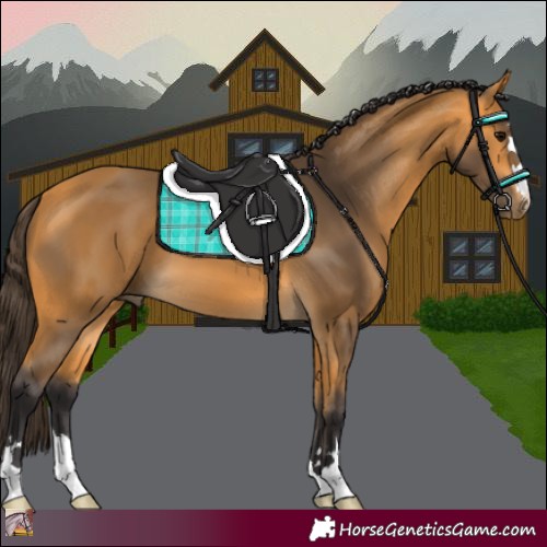 Horse Color:Buckskin 