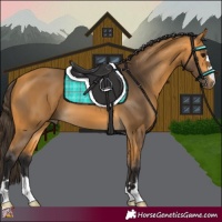 Horse Color:Buckskin 