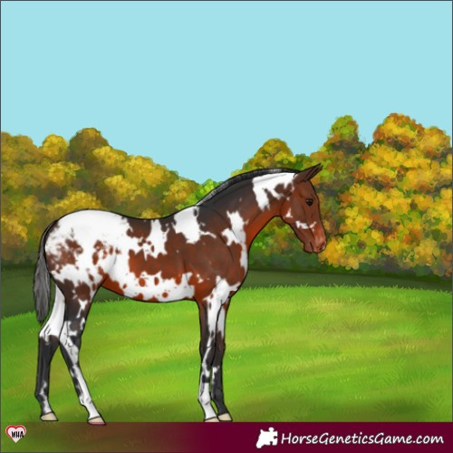 Horse Color:White Spotted Brown Appaloosa 