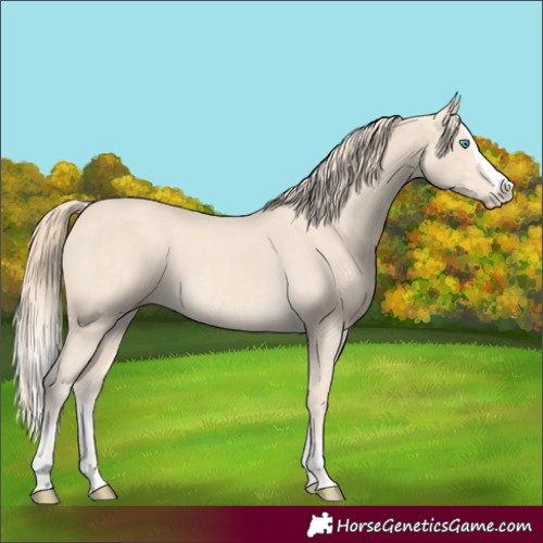 Horse Color:Cremello Splash and Perlino Splash