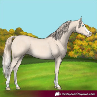 Horse Color:Cremello Splash  and Perlino Splash 