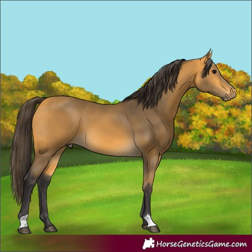 Horse Color:Buckskin 