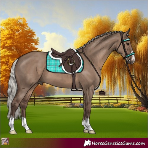 Horse Color:Silver Grullo 