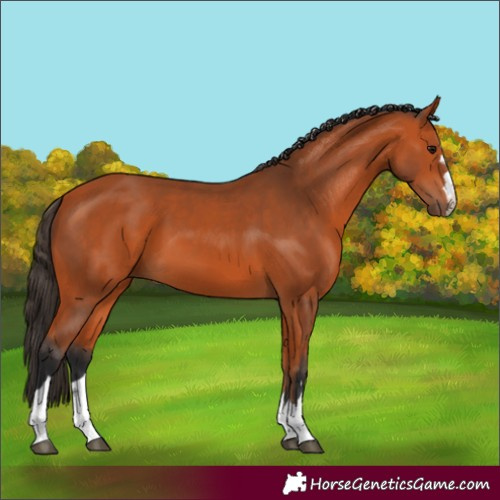Horse Color:Unknown 