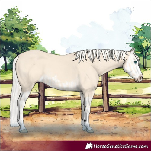Horse Color:Cremello Splash  and Cremello Splash 