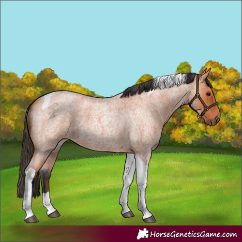 Horse Color:Bay Roan Tobiano 
