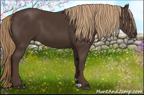 Horse Color:Liver Chestnut 