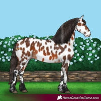 Horse Color:Bay Appaloosa 