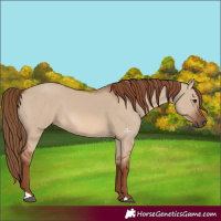 Horse Color:Red Dun 