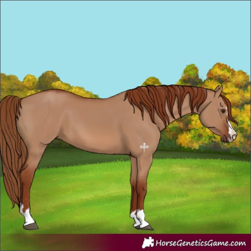 Horse Color:Red Dun 