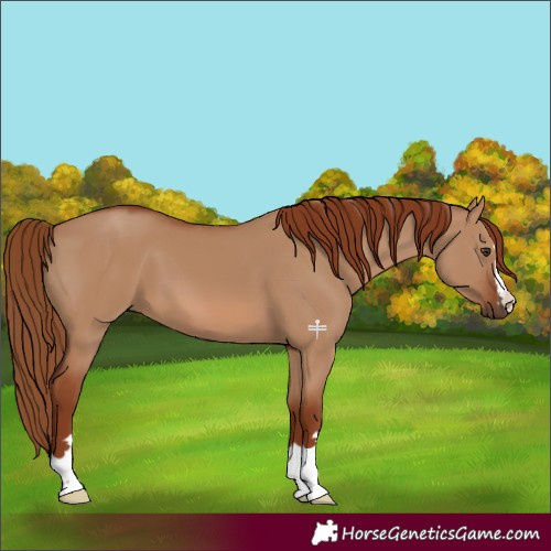 Horse Color:Red Dun 