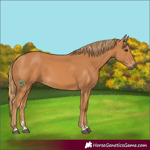 Horse Color:Chestnut 