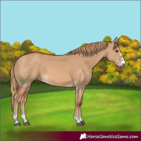 Horse Color:Red Dun 