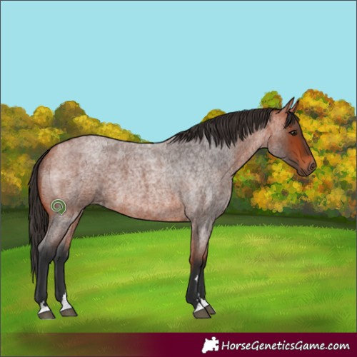 Horse Color:Bay Roan 