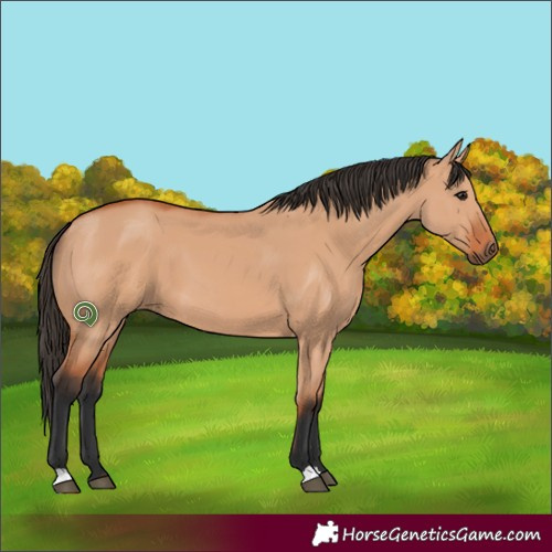 Horse Color:Bay Dun 