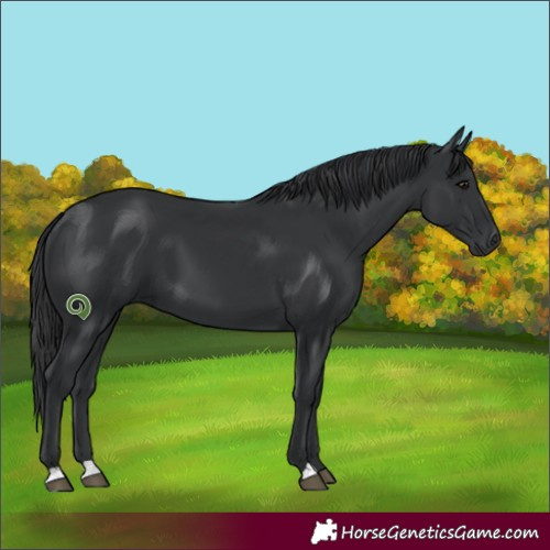 Horse Color:Black 
