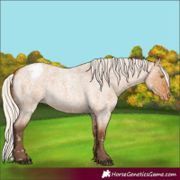 Horse Color:Silver Bay Roan Dun Snowflake Varnish Rabicano 