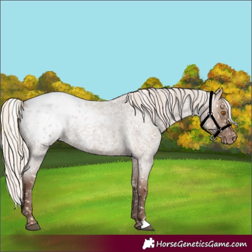 Horse Color:Silver Grullo Roan Appaloosa Rabicano 